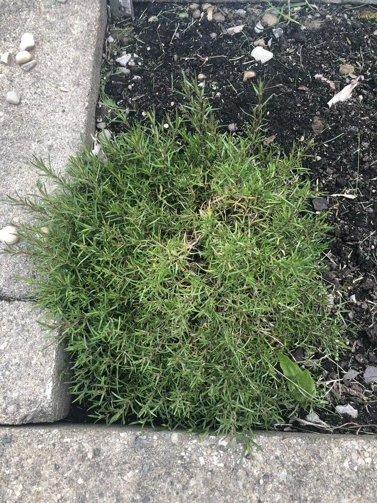 Trusted landscaping services with custom design in Centerville, OH by Turf Team Lawn Care