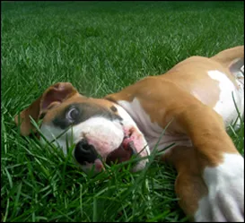 Trusted lawn care service in Glen Burnie, MD - Turf Tech Services