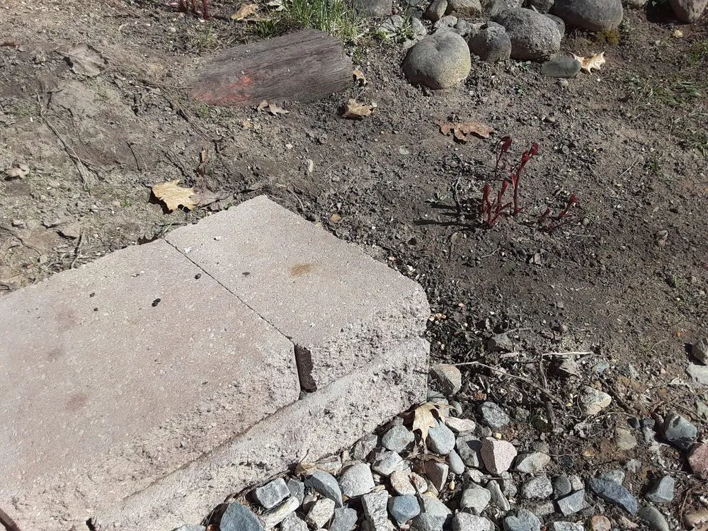 Trusted lawn mowing service in Walker, MN - Turf Technology