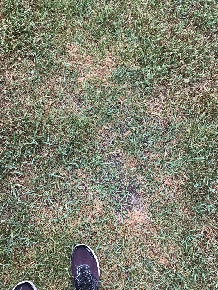 Custom outdoor landscaping for residential properties across Oak Park, MI - Turf Tenders