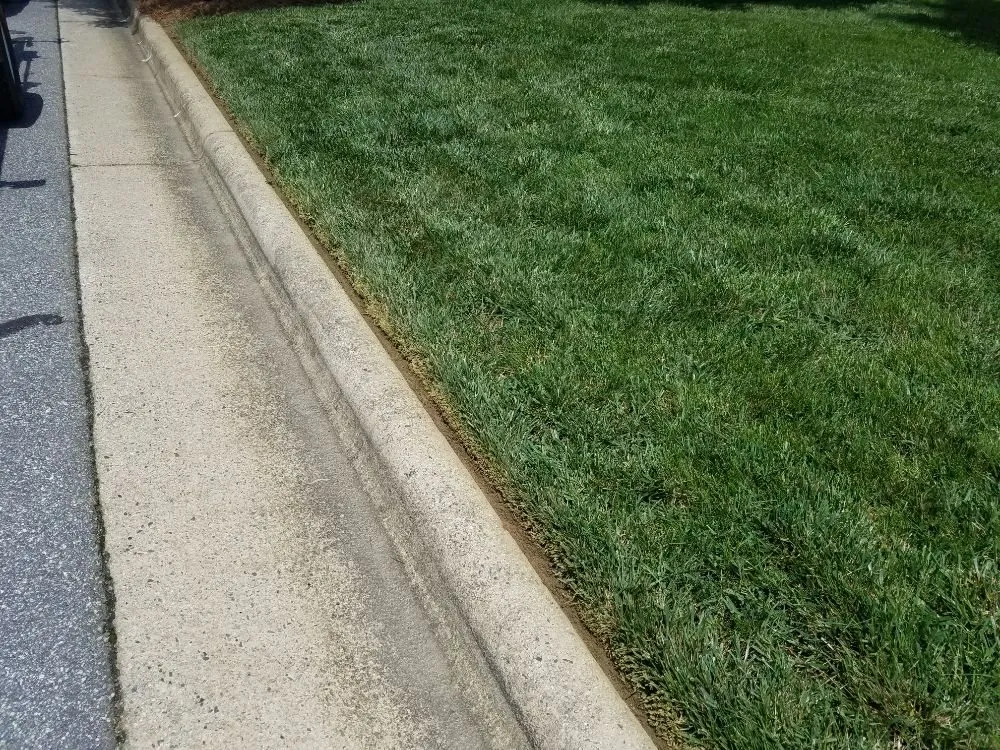 Top-rated yard cleanup service in Greensboro, NC by Turf Titans