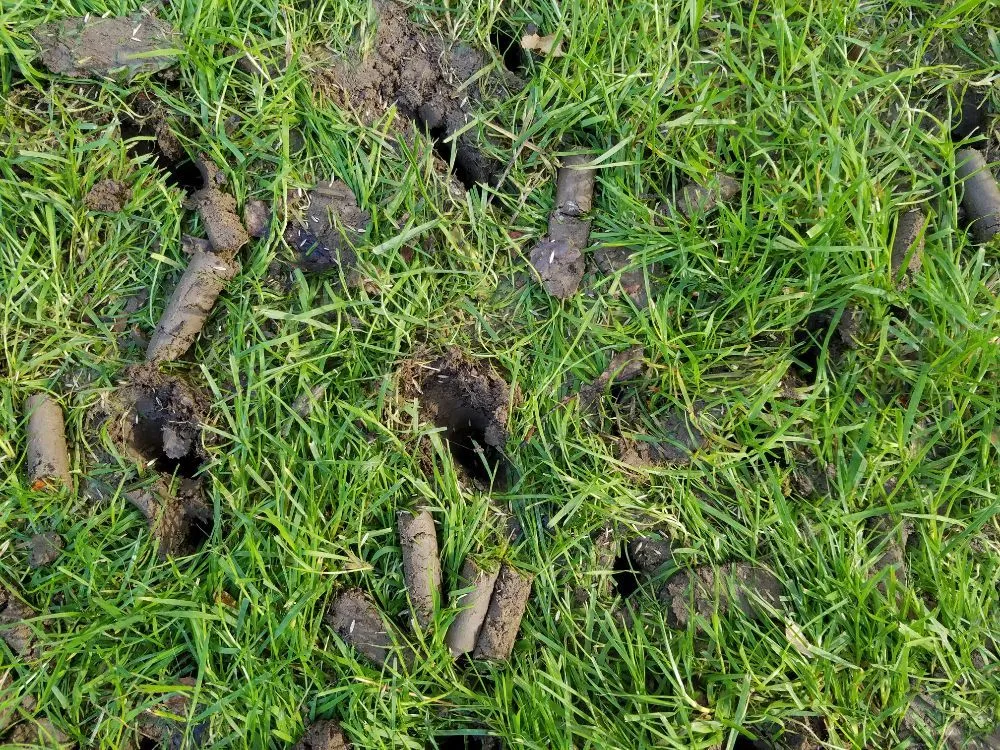 Local landscape installation in Greensboro, NC by Turf Titans