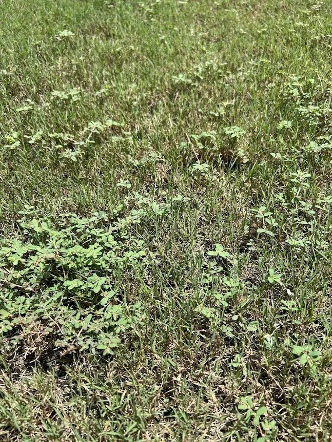 Custom yard cleanup service in Apex, NC by Turf Wizards