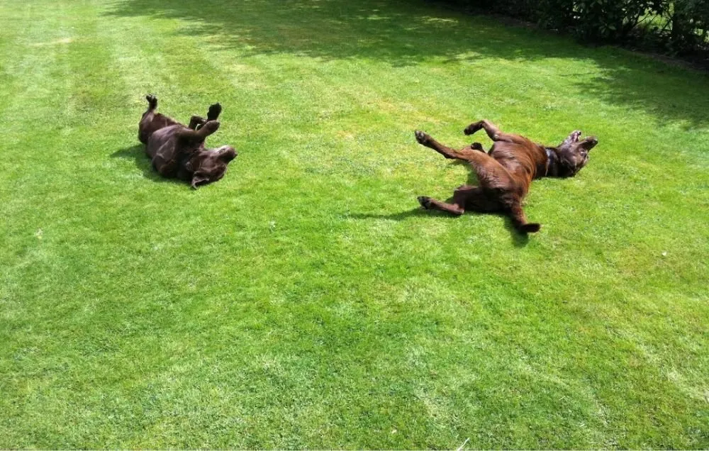 Reliable yard maintenance with custom design in Winfield, MO by Turf Wurx Quality Lawncare