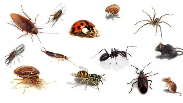 Professional outdoor landscaping for year-round maintenance across Idaho Falls, ID - Turfco Lawn and Pest