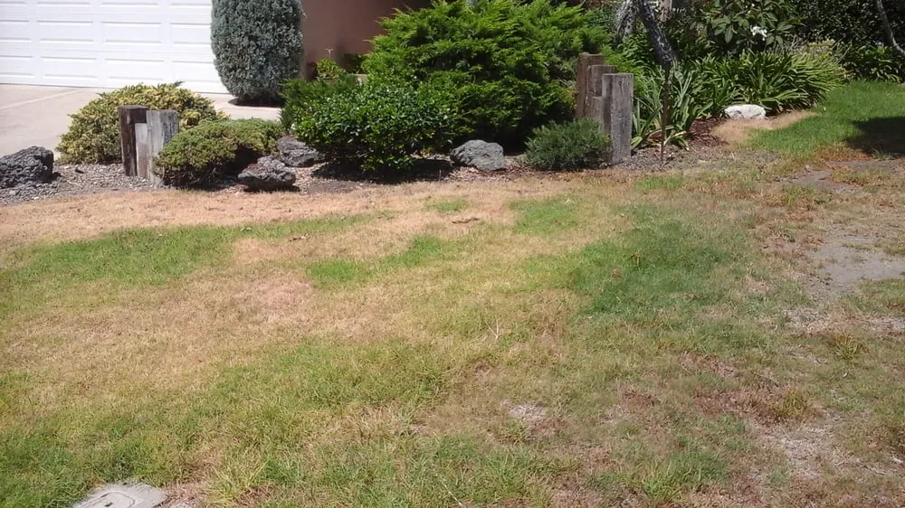 Trusted landscape design for year-round maintenance in Simi Valley, CA by TURFevolutions of California