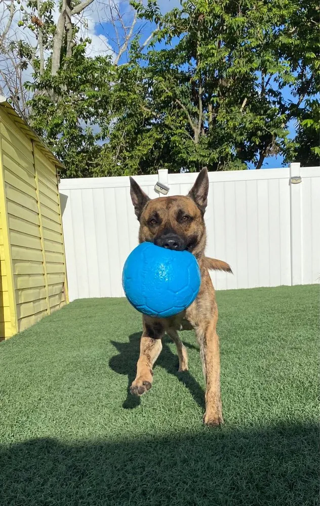 Reliable yard maintenance near you in New Port Richey, FL by Turff Masterz