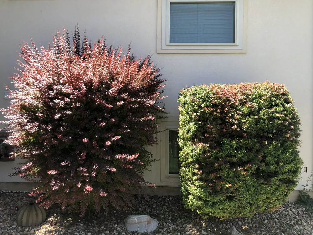 Expert yard cleanup service in North Logan, UT - Turffesional Lawn Care & Landscaping