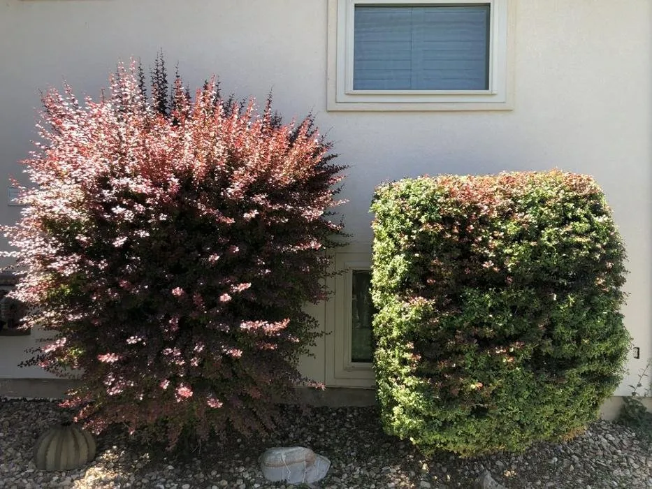 Professional landscape design for homes across North Logan, UT - Turffesional Lawn Care & Landscaping