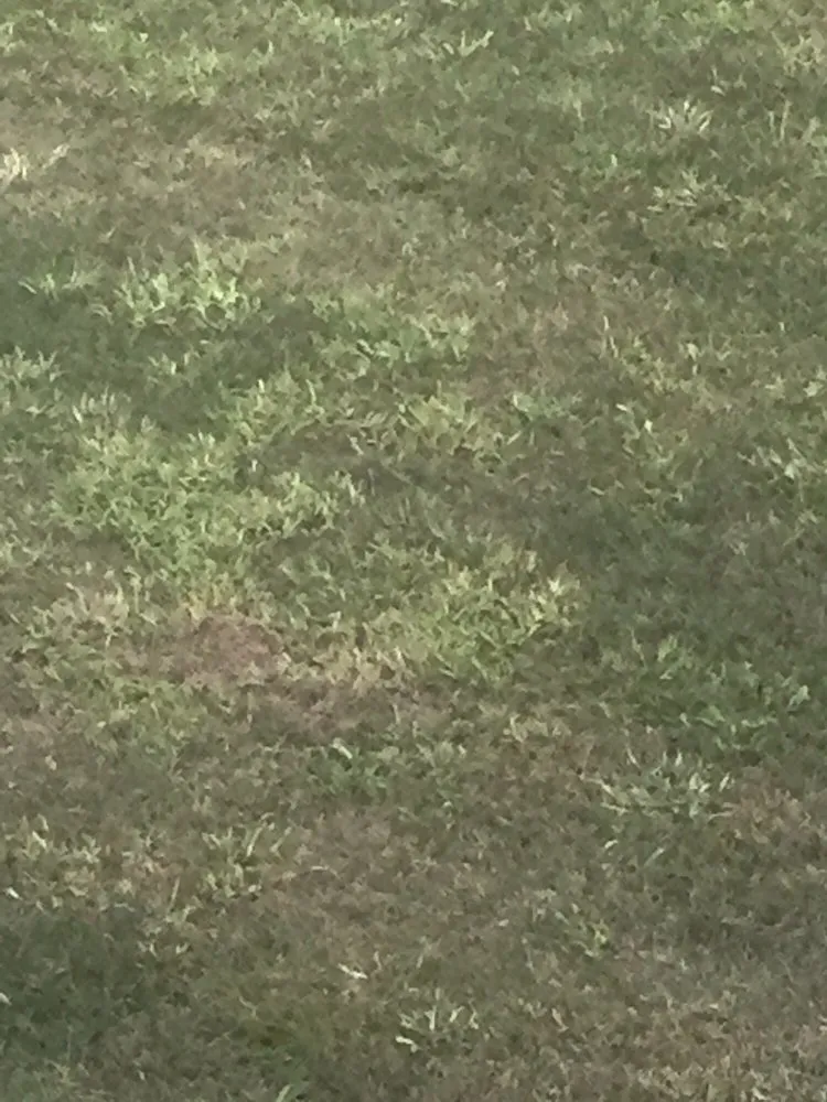 Expert residential landscaping in Lebanon, IL by TurfGator