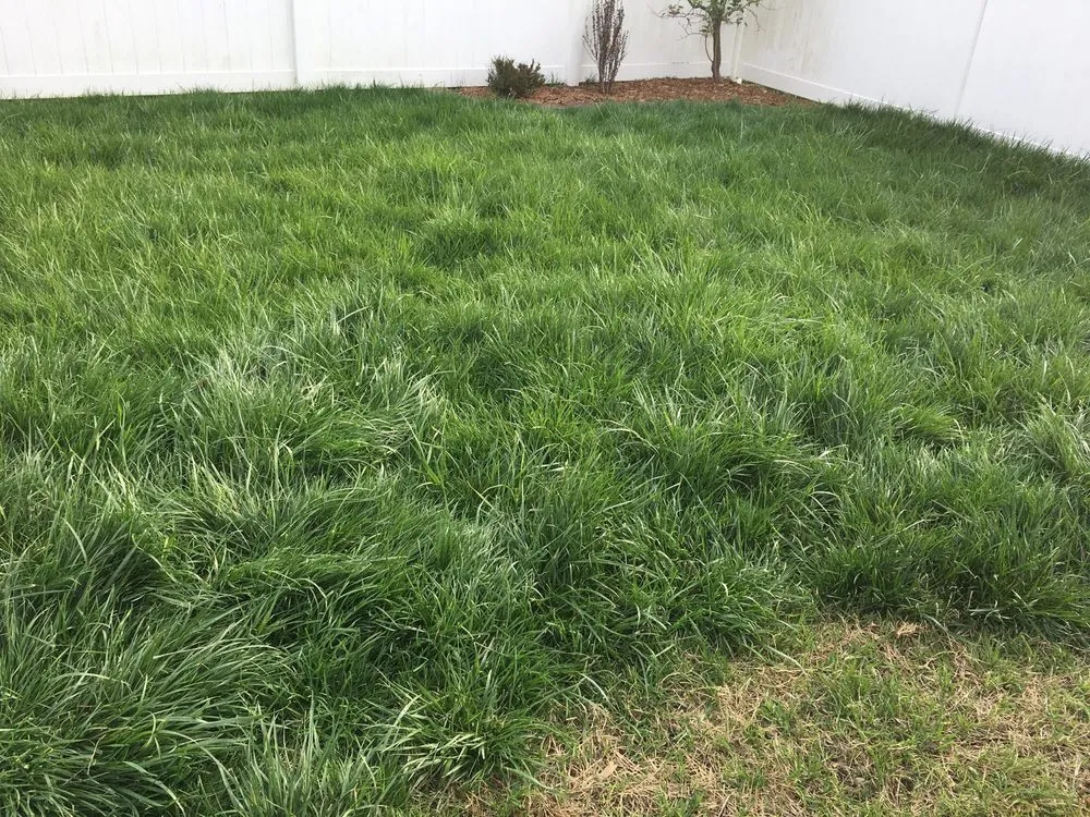 Expert lawn care service in Lebanon, IL - TurfGator