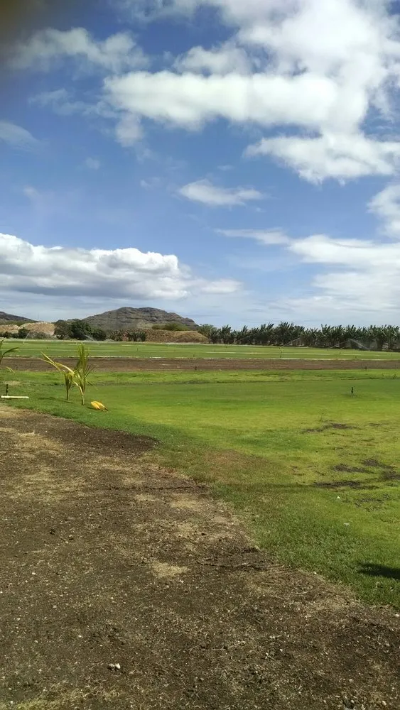 Local yard cleanup service in Waianae, HI - Turfgrass Hawaii