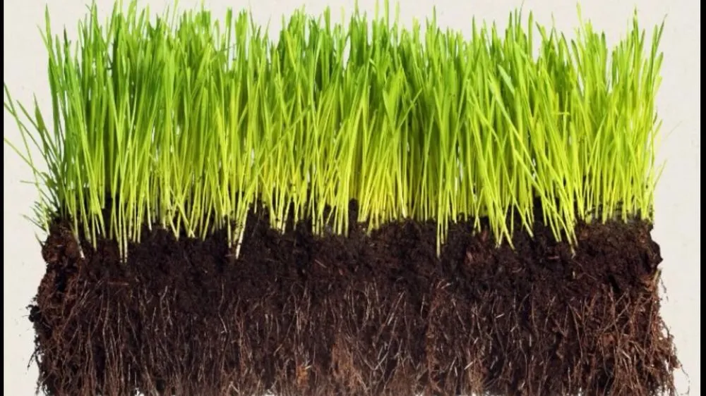 Professional landscape installation in South Lyon, MI by Turfgrass Pros | Hydroseeding