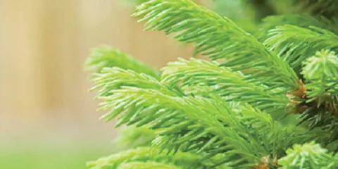 Affordable outdoor landscaping for year-round maintenance across Kalispell, MT - Turfmaster Lawn & Tree Care