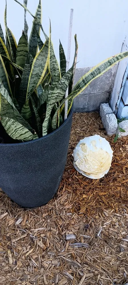 Affordable lawn care service in Sanford, FL by Turfmaster Lawn and Ornamental Care