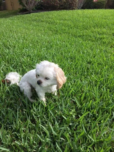 Trusted yard maintenance with custom design across Sanford, FL - Turfmaster Lawn and Ornamental Care