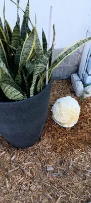 Turfmaster Lawn and Ornamental Care Logo