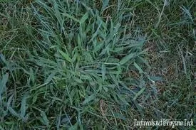 Custom lawn care service in Augusta, GA by TurfMasters of Augusta