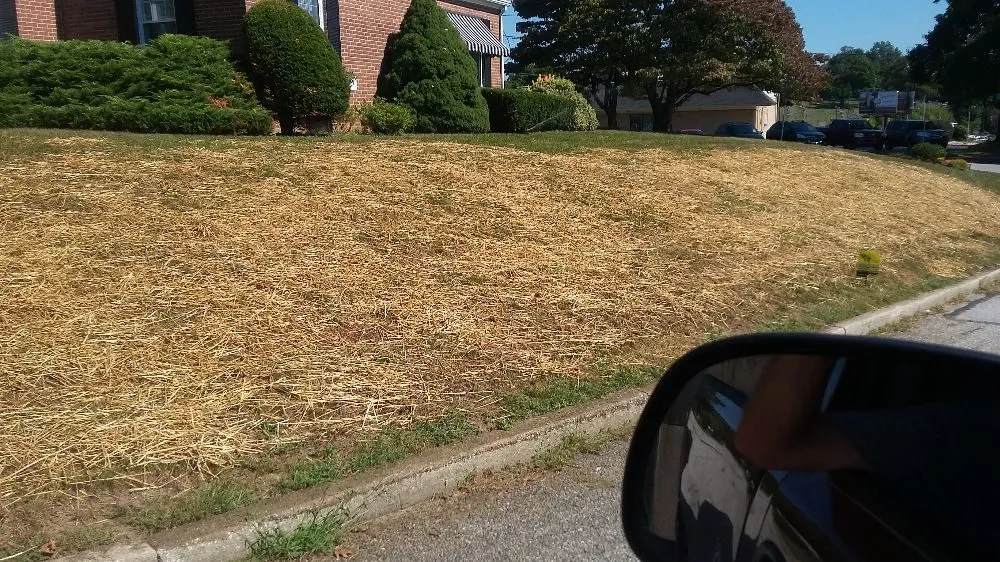 Expert lawn mowing service experts serving York, PA - Turfology LLC