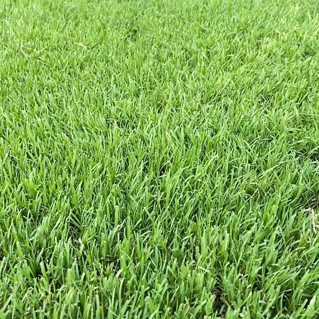 Expert lawn mowing service in Wilmington, NC - Turfology