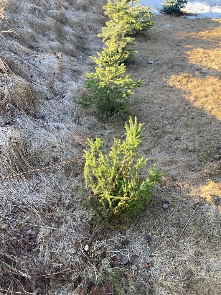 Professional outdoor landscaping near you in Anchorage, AK by TurfPro Lawn & Snow