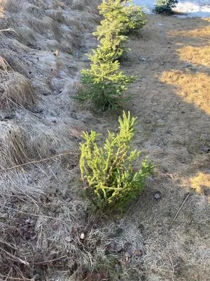 TurfPro Lawn & Snow Logo