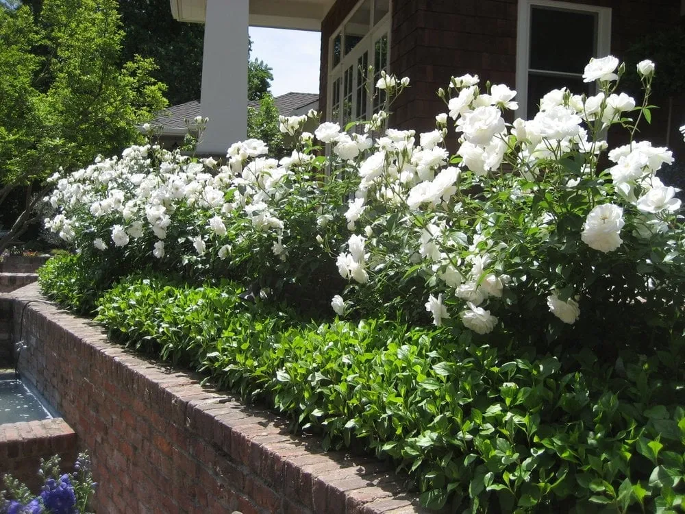 Top-rated landscape installation near you across Sacramento, CA - TurfPro