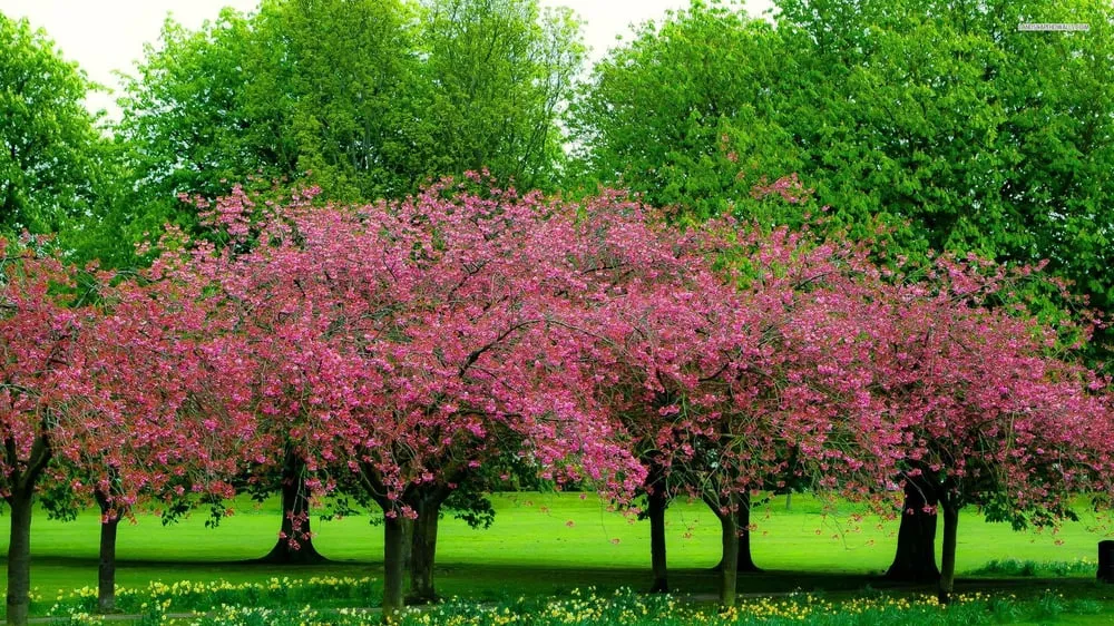 Expert outdoor landscaping in Milton, FL - TurfPros