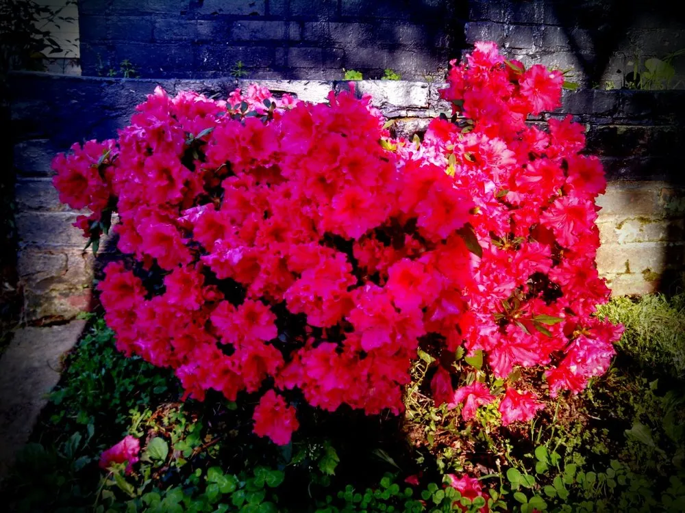 Professional landscape design in Kingston, GA - Turfscapes Professional