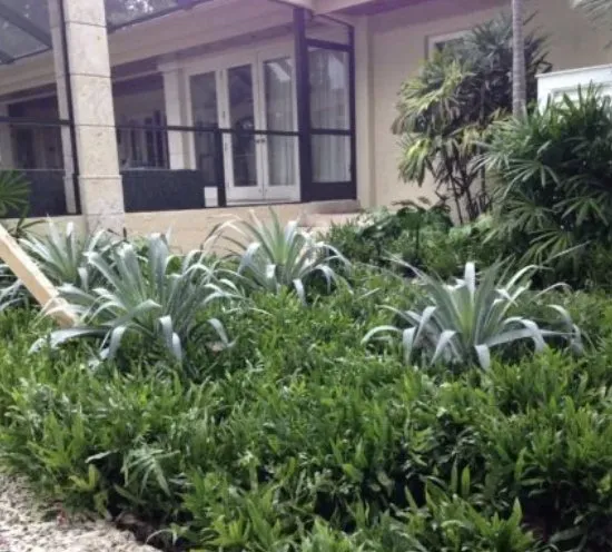 Top-rated yard cleanup service for homes across Miami, FL - TurfTim Landscape and Design