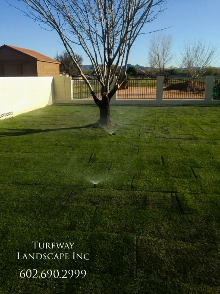 Professional garden landscaping for beautiful yards in Queen Creek, AZ by Turfway Landscape