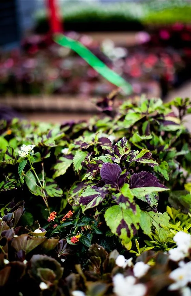 Professional lawn care service for beautiful yards across Oklahoma City, OK - TurfWorks