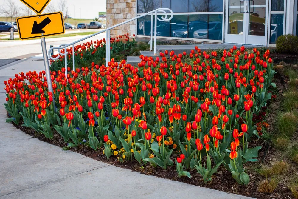 Expert residential landscaping for year-round maintenance in Oklahoma City, OK by TurfWorks