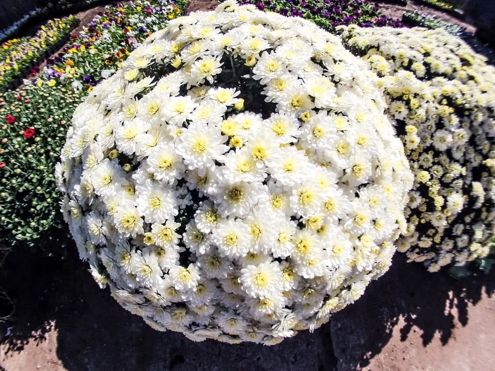 Custom yard maintenance near you in Oklahoma City, OK by TurfWorks