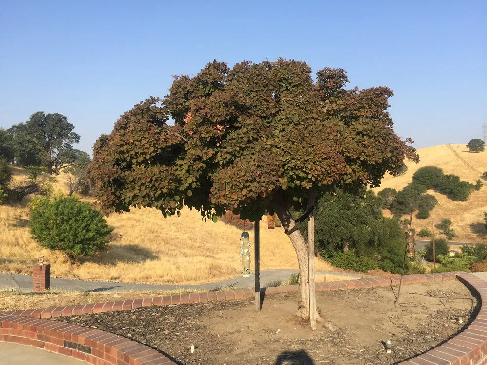 Professional outdoor landscaping near you across Vacaville, CA - Turfworks