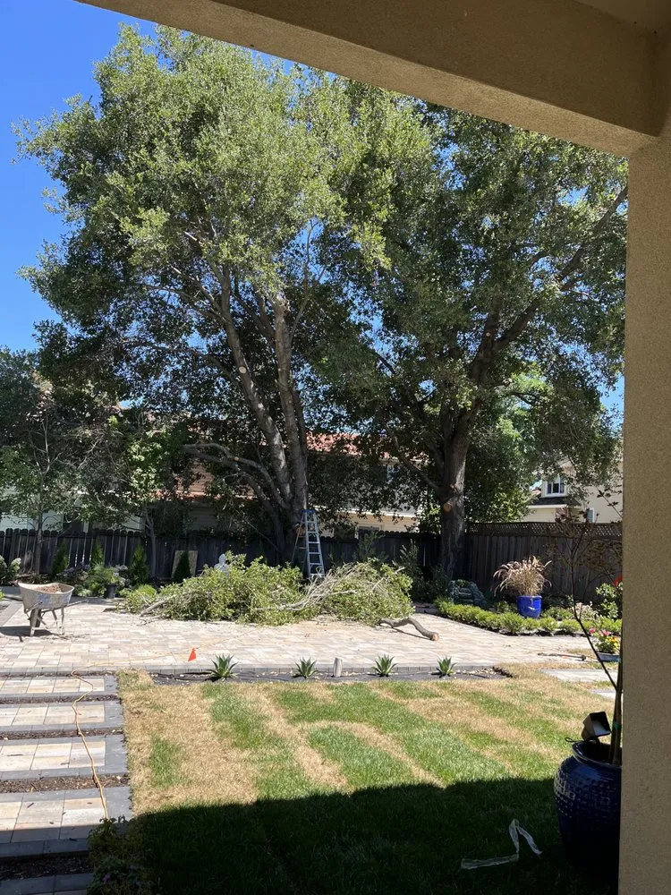 Trusted lawn care service for homes in San Jose, CA by Turino Landscaping