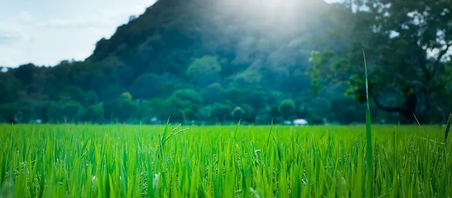 Custom lawn care service for outdoor upgrades across Harrisonburg, VA - Turn-A-Leaf Lawn & Landscape