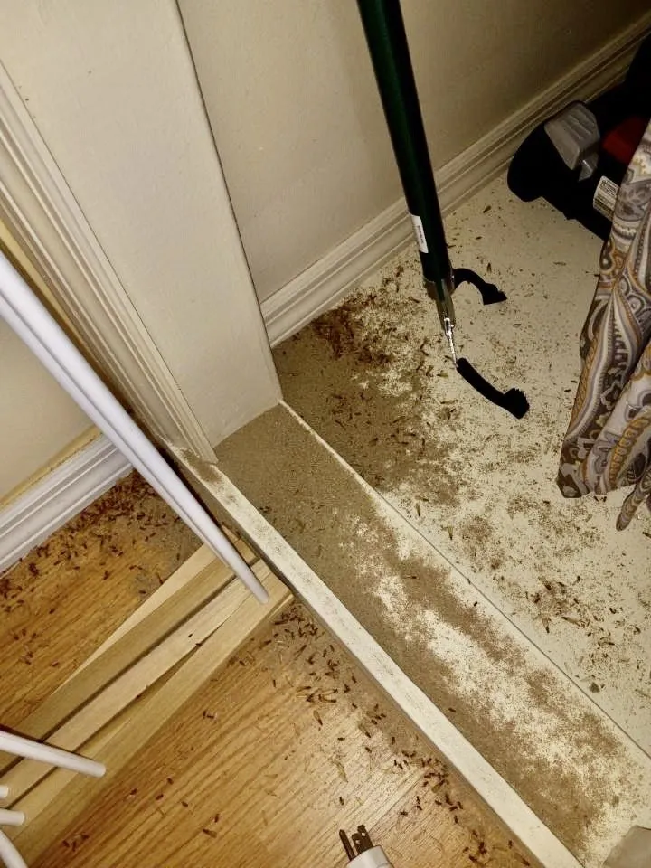 Professional lawn care service for residential properties across Clearwater, FL - Turner Pest Control