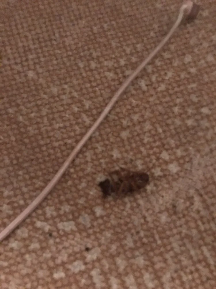 Local landscaping services for beautiful yards in West Palm Beach, FL by Turner Pest Control