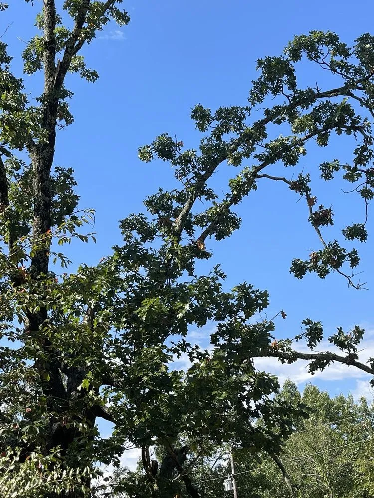 Local lawn mowing service with custom design across Farmington, AR - Turner Works