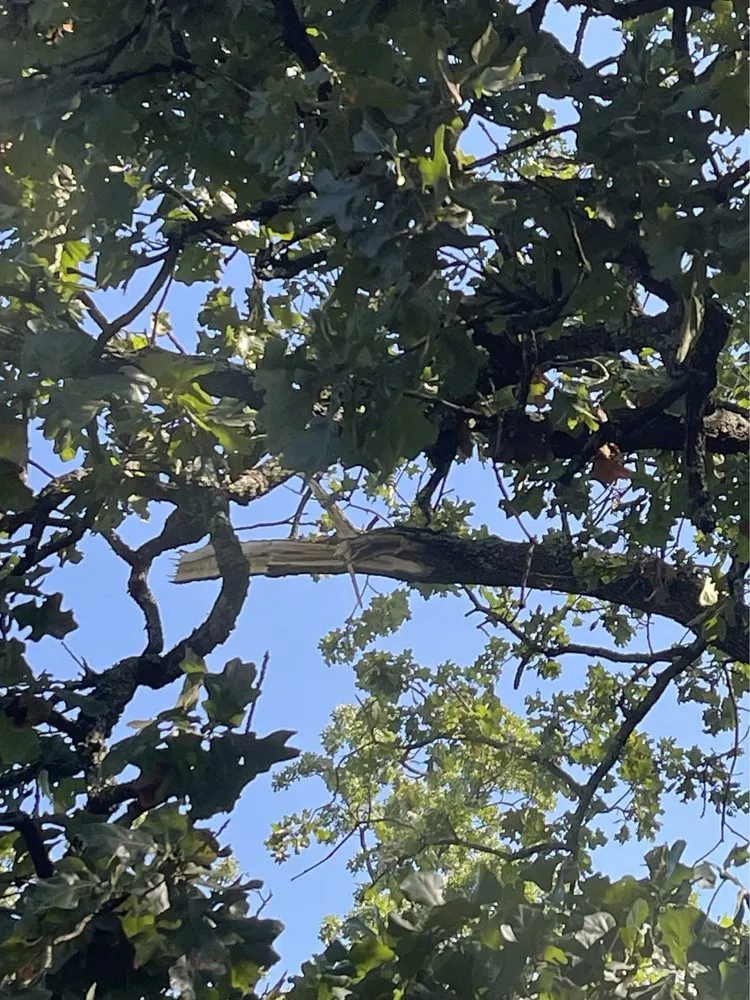 Reliable lawn mowing service in Farmington, AR - Turner Works