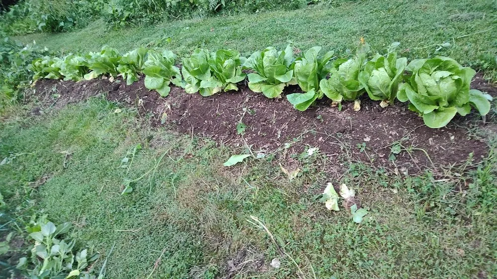 Affordable outdoor landscaping in Brentwood, MD - Turner Yard and Garden