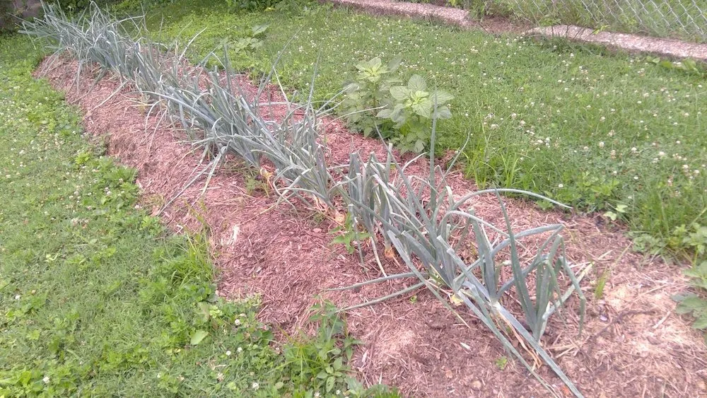 Trusted lawn care service in Brentwood, MD - Turner Yard and Garden