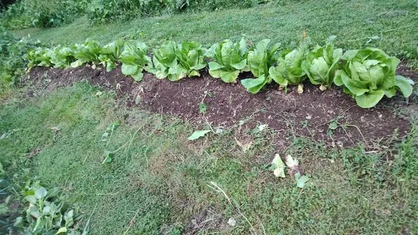 Turner Yard and Garden