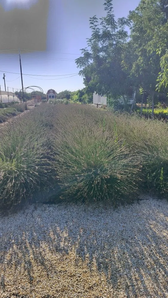 Professional lawn mowing service in Visalia, CA - Turner's Eco-Care Solution's