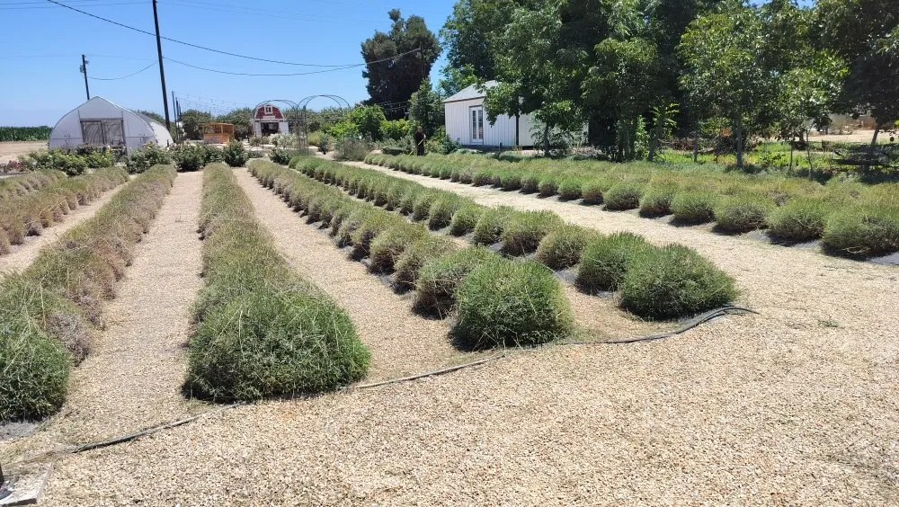 Affordable garden landscaping for residential properties across Visalia, CA - Turner's Eco-Care Solution's
