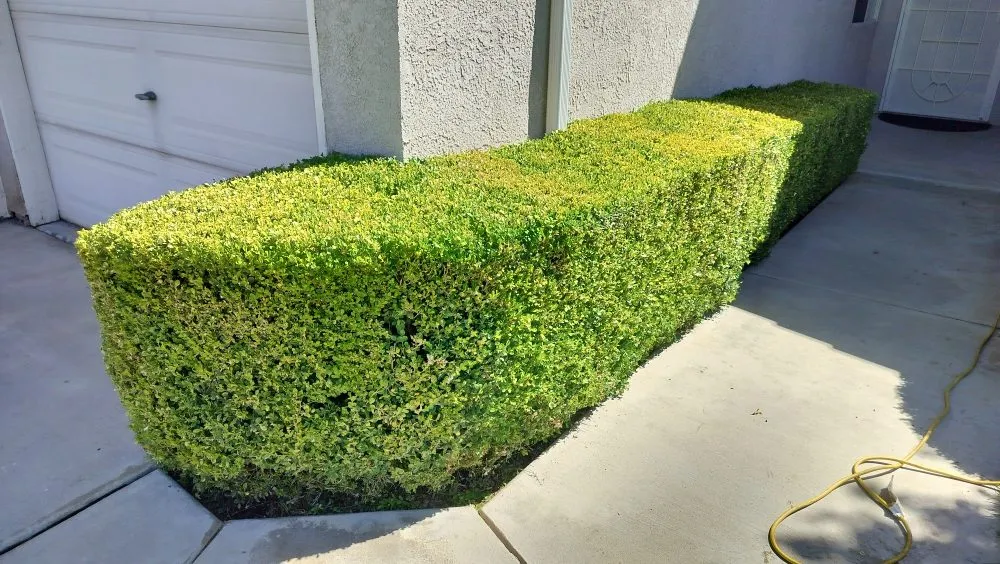 Local landscaping services near you in Visalia, CA by Turner's Eco-Care Solution's