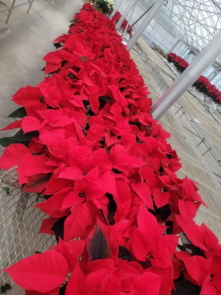 Trusted lawn mowing service with custom design across Ann Arbor, MI - Turner's Garden Center and Landscaping