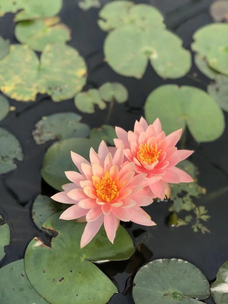 Top-rated landscape installation for residential properties in Corpus Christi, TX by Turner's Gardenland