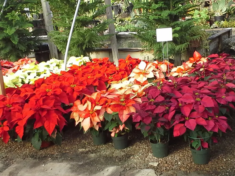 Reliable garden landscaping for homes across Corpus Christi, TX - Turner's Gardenland